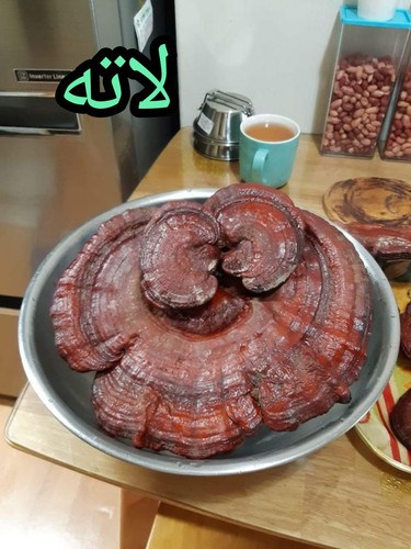قهوه لاته (گانودرما)